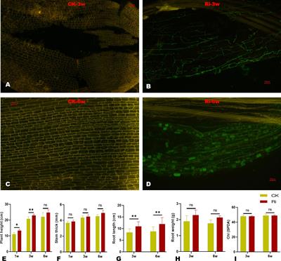 Analysis of the molecular and biochemical mechanisms involved in the symbiotic relationship between Arbuscular mycorrhiza fungi and Manihot esculenta Crantz